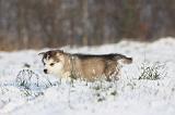 ALASKAN MALAMUTE 266